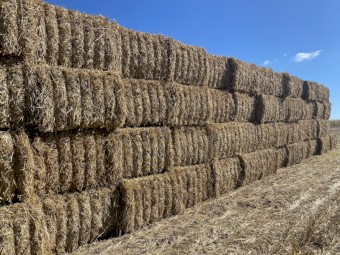 126 x Wheaten Straw 8x4x3 Bales