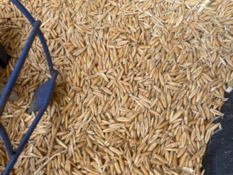 Feed or Seed Yarran Oats