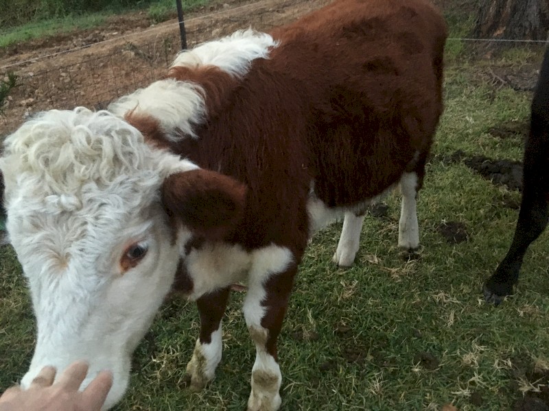 Hereford Steer x 1