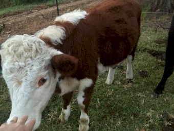 Hereford Steer x 1