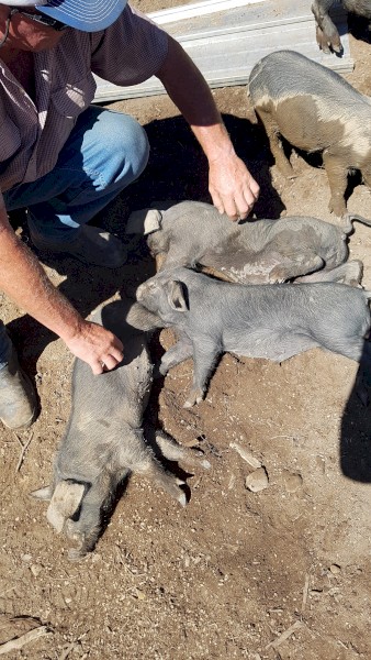 Large Black Piglets Born 4/07/21