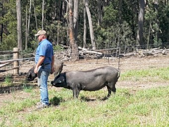 Large Black Piglets Born 4/07/21