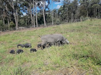 Large Black Piglets Born 4/07/21