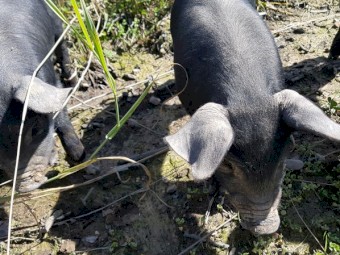 Large Black Piglets Born 4/07/21