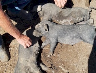 Large Black Piglets Born 4/07/21