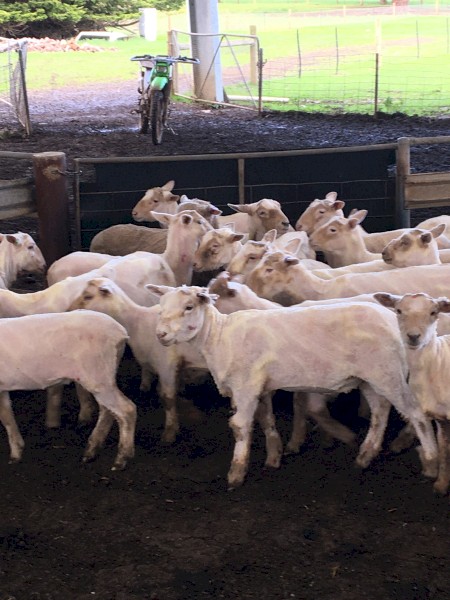 58 Southdown Cross Lambs