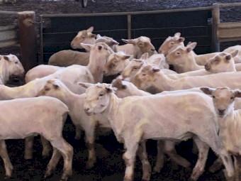 58 Southdown Cross Lambs