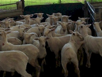 58 Southdown Cross Lambs