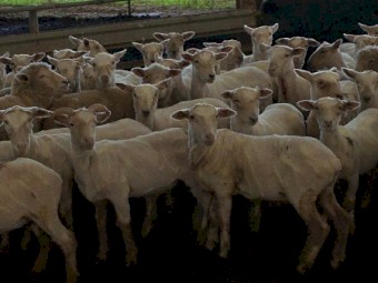 58 Southdown Cross Lambs