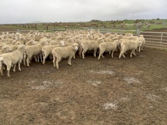 350 White Suffolk/Merino Ewe Lambs for sale (1 Sept 2021 delivery)