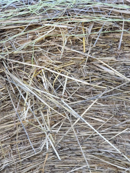 Italian Ryegrass 5x4 Rolls