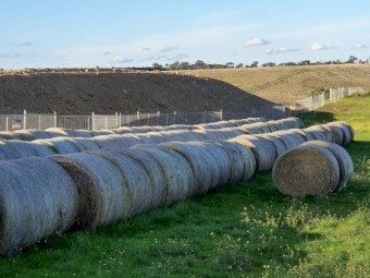 Italian Ryegrass 5x4 Rolls