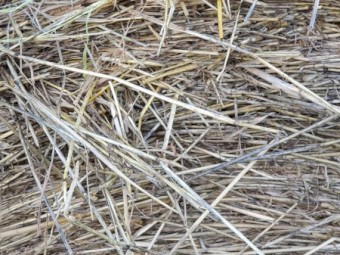 Italian Ryegrass 5x4 Rolls