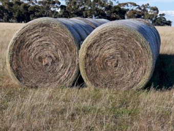 Italian Ryegrass 5x4 Rolls