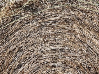 Italian Ryegrass 5x4 Rolls