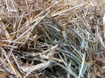 110 x Wheaten Hay 340kg 5x4 Rolls