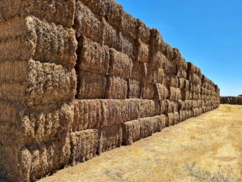 150mt Vetch Hay 8x4x3 Bales