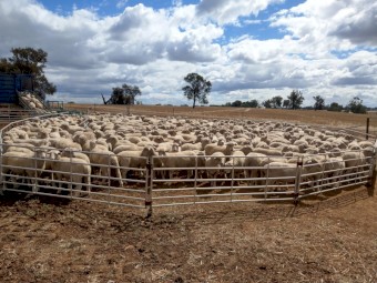 Portable Sheep Yards