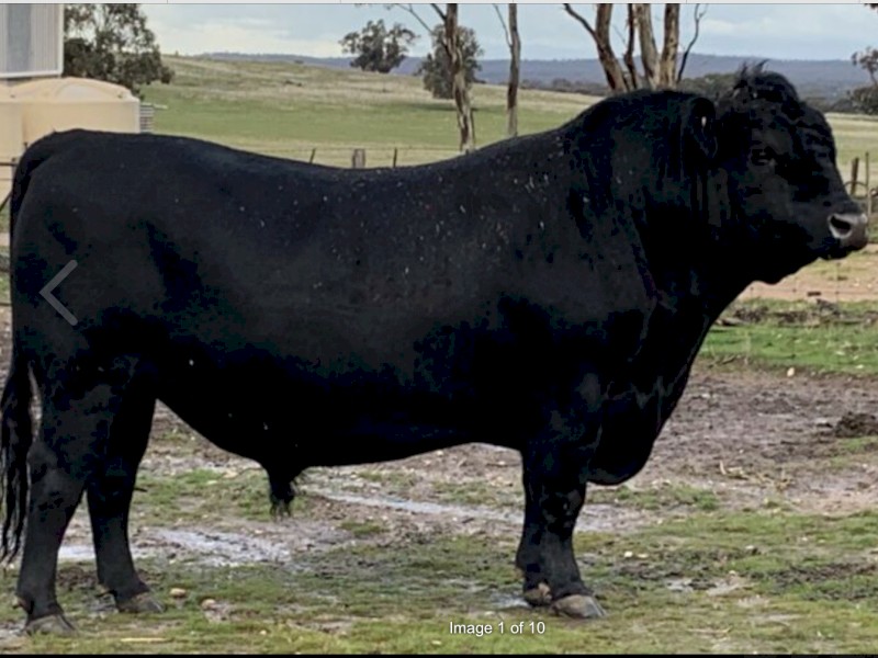 Reduced Price: Black Angus Bull for Sale
