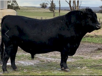 Reduced Price: Black Angus Bull for Sale
