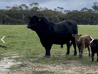 Reduced Price: Black Angus Bull for Sale