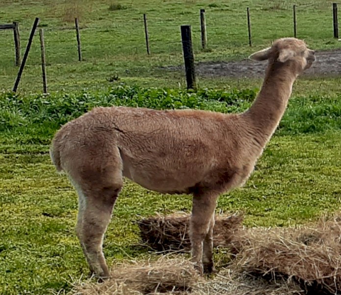 2 Pregnant Stud Female Alpacas