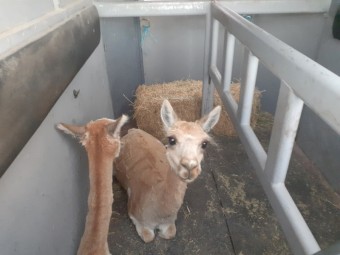 2 Pregnant Stud Female Alpacas