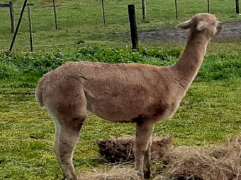 2 Pregnant Stud Female Alpacas
