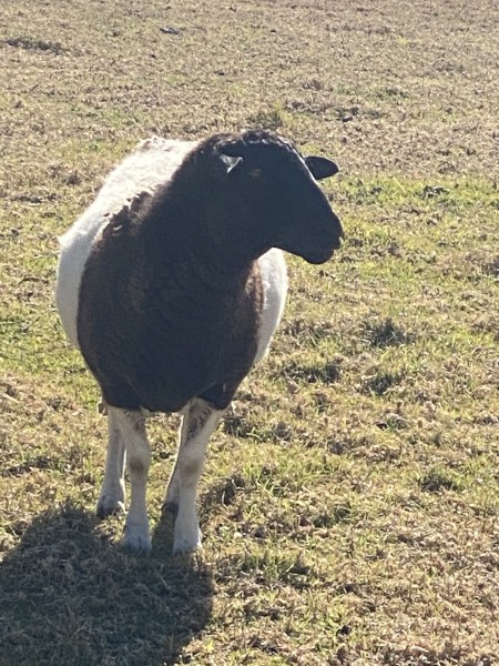 Dorper Ewe & Lambs