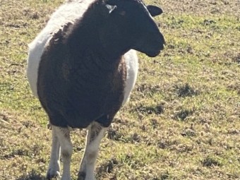 Dorper Ewe & Lambs
