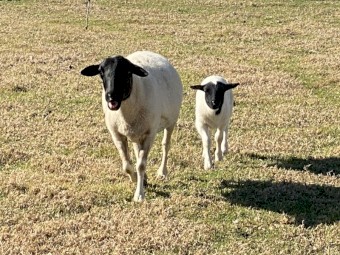 Dorper Ewe & Lambs