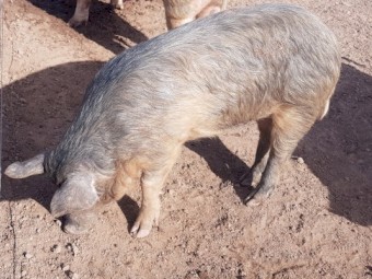 Pig Farm Clearance- Bulk Lot