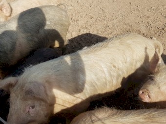 Pig Farm Clearance- Bulk Lot