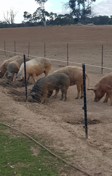 Pig Farm Clearance- Bulk Lot