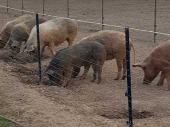Pig Farm Clearance- Bulk Lot