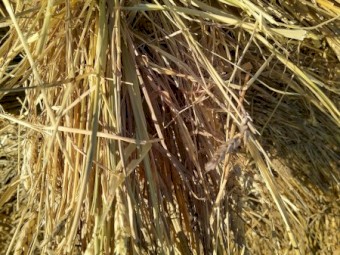 Wheaten Hay 5x4 Rolls. Wrapped for weather protection (Not silage)