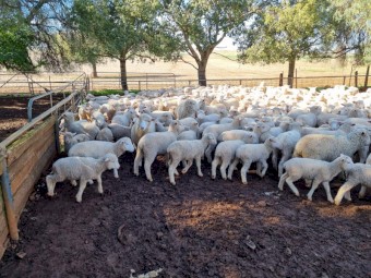 600 2nd X Store Lambs SAMM Cross White Suffolk