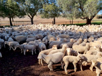 600 2nd X Store Lambs SAMM Cross White Suffolk