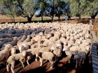 600 2nd X Store Lambs SAMM Cross White Suffolk