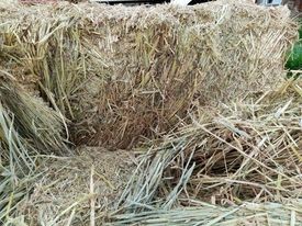 Barley/Vetch Hay 8x4x3 Bales