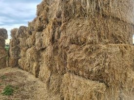 Barley/Vetch Hay 8x4x3 Bales