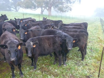 Angus Heifers