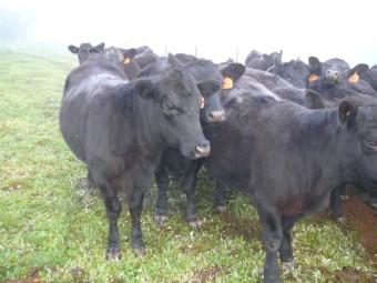 Angus Heifers