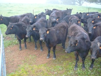 Angus Heifers
