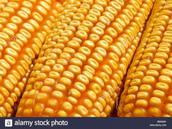 WANTED White or Yellow Dent/Field Corn