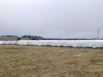 330 bales x Wheaten Silage 6x4x4 Bales