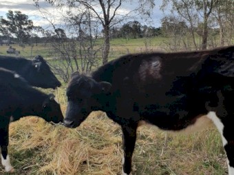 1 Shorthorn  Cross Steers