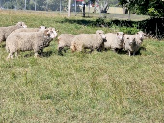 6 x Ewes, 2 Rams & 1 Lamb