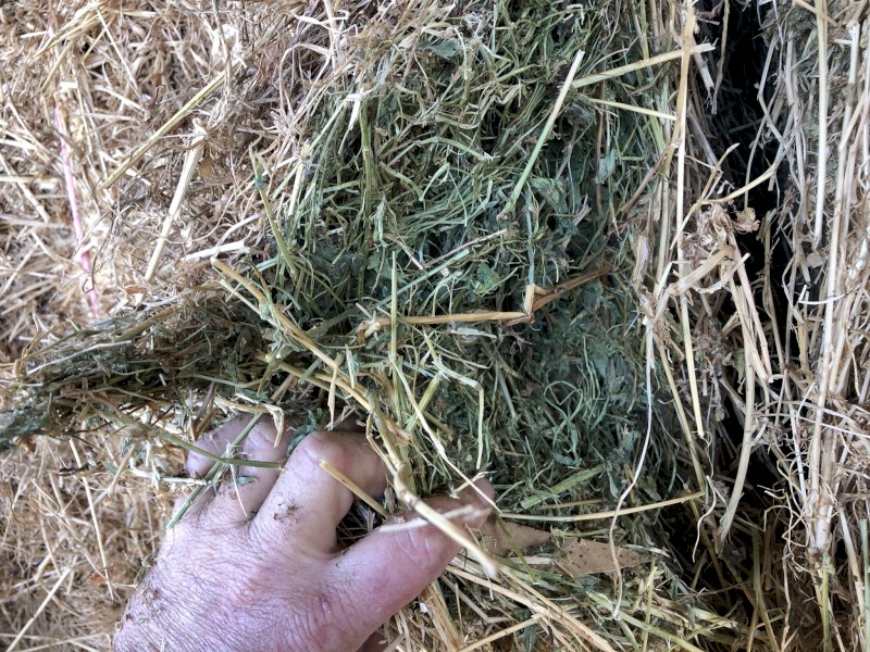 Lucerne Clover Hay 300 Bales 8x4x3