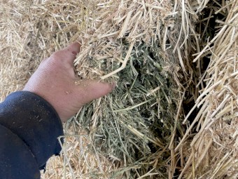 Lucerne Clover Hay 300 Bales 8x4x3